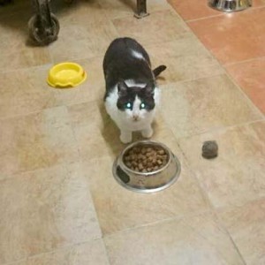 Kater Charly Kater Charly / © 2014 Cat Trias