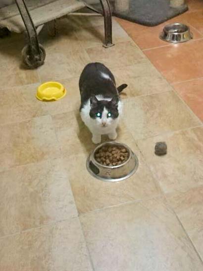 Kater Charly / © 2014 Cat Trias