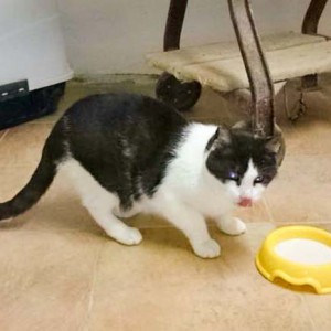 Kater Charly Kater Charly / © 2014 Cat Trias