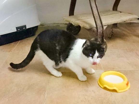 Kater Charly / © 2014 Cat Trias