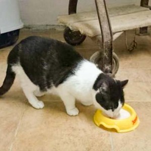 Kater Charly Kater Charly / © 2014 Cat Trias