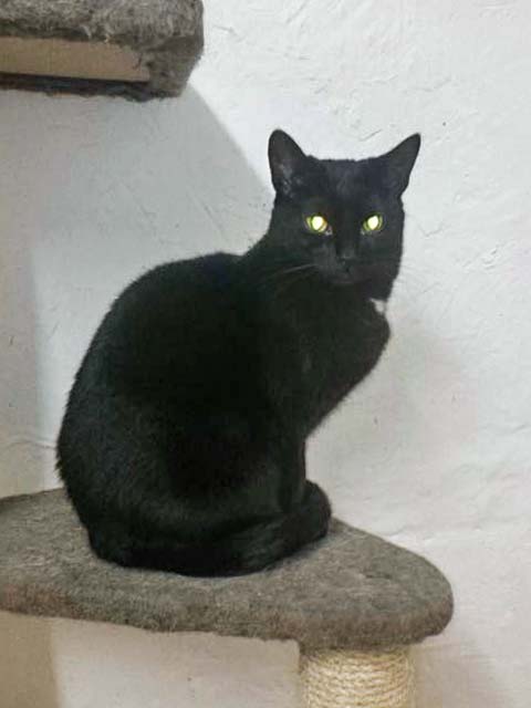 Kätzin Lilli / © 2014 Cat Trias