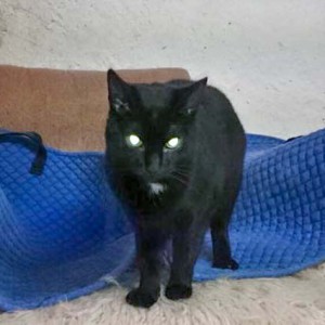 Kätzin Lilli Kätzin Lilli / © 2014 Cat Trias