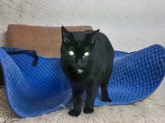 Kätzin Lilli / © 2014 Cat Trias