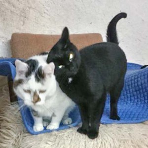 Kätzin Lilli (r.) und Kater Manni Kätzin Lilli (r.) und Kater Manni / © 2014 Cat Trias