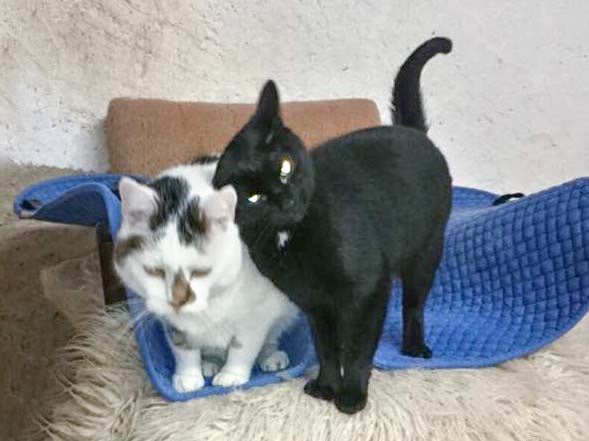 Kätzin Lilli (r.) und Kater Manni / © 2014 Cat Trias