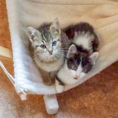 Katerchen Mario (l.) und Schwester Daisy in der Hängematte / © 2014 Arche KaNaum (DN)