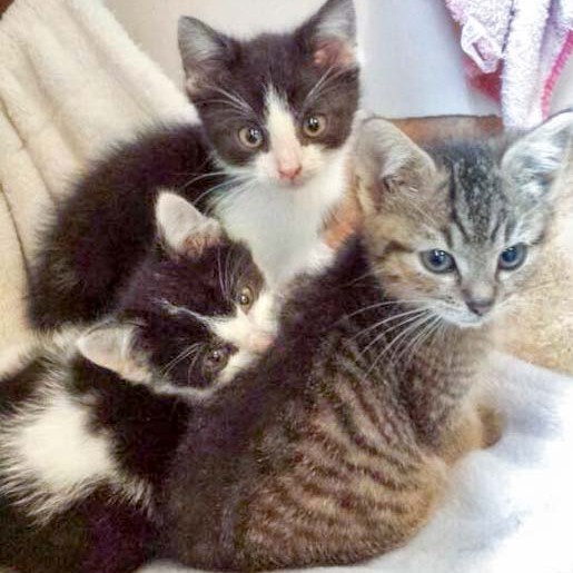 Katerchen Peach (m.) und Luigi (r.) mit Schwester Daisy (l.)  /  © 2014 Arche KaNaum (DN) Katerchen Peach (m.) und Luigi (r.) mit Schwester Daisy (l.) / © 2014 Arche KaNaum (DN)