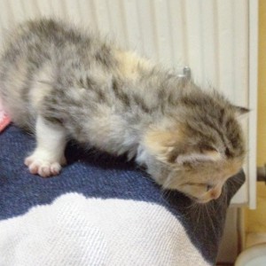 Kätzin Pünktchen / © 2014 Arche KaNaum (DN)