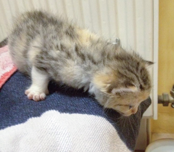 Kätzin Pünktchen / © 2014 Arche KaNaum (DN)