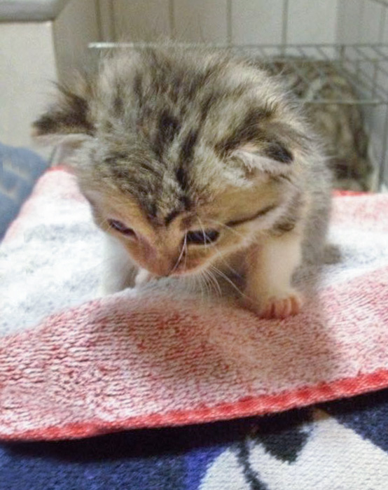 Kätzin Pünktchen / © 2014 Arche KaNaum (DN)