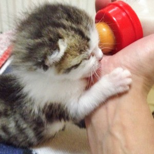 Katerchen Tigger / © 2014 Arche KaNaum (DN)