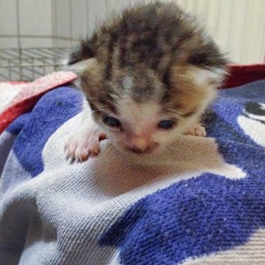 Katerchen Tigger / © 2014 Arche KaNaum (DN)