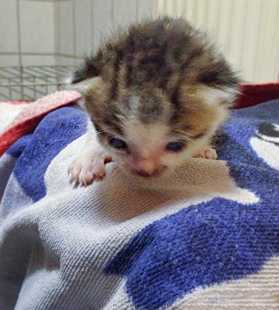 Katerchen Tigger / © 2014 Arche KaNaum (DN)