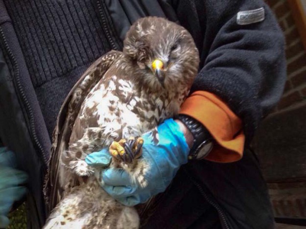 Verletzter Bussard Verletzter Bussard / © 2014 Arche KaNaum (DN)