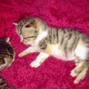 Kätzin Pünktchen / © 2014 Arche KaNaum (DN)