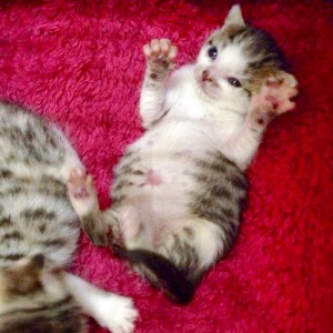 Katerchen Tigger / © 2014 Arche KaNaum (DN)