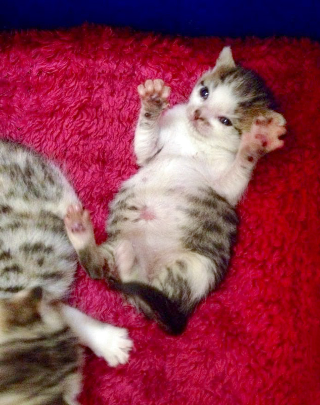 Katerchen Tigger / © 2014 Arche KaNaum (DN)