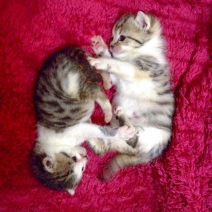 Kätzin Pünktchen (r.) und Brüderchen Tigger / © 2014 Arche KaNaum (DN)