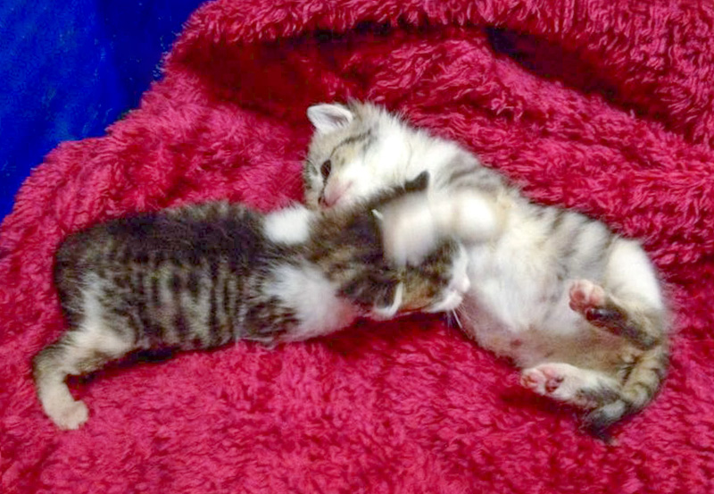 Kätzin Pünktchen (r.) und Brüderchen Tigger / © 2014 Arche KaNaum (DN)