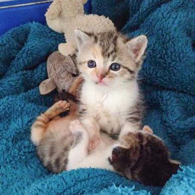 Kätzin Pünktchen (o.) und Brüderchen Tigger / © 2014 Arche KaNaum (DN)