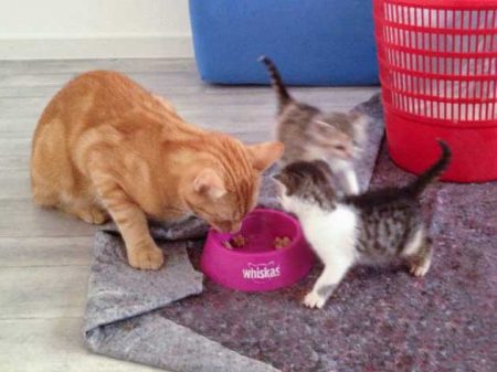 Zieh-Papa Kevin, Pünktchen und Tigger (v.l.) / © 2014 Arche KaNaum (DN)