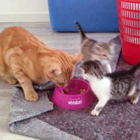 Zieh-Papa Kevin, Pünktchen und Tigger (v.l.) / © 2014 Arche KaNaum (DN)