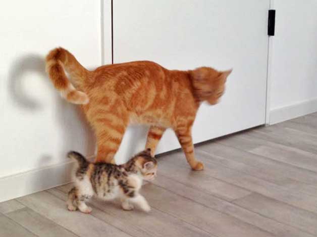 Zieh-Papa Kevin und Pünktchen / © 2014 Arche KaNaum (DN)