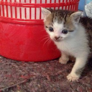 Katerchen Tigger / © 2014 Arche KaNaum (DN)