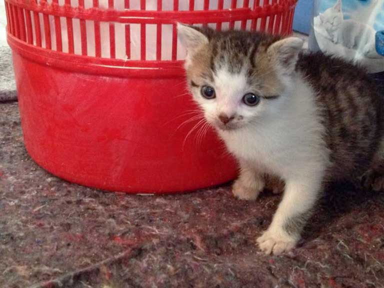 Katerchen Tigger / © 2014 Arche KaNaum (DN)