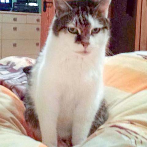 Fundkätzin Paula Fundkätzin Paula / © 2014 Arche KaNaum (CK)