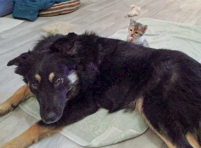 Hündin Sola mit Pünktchen / © 2014 Arche KaNaum (DN)