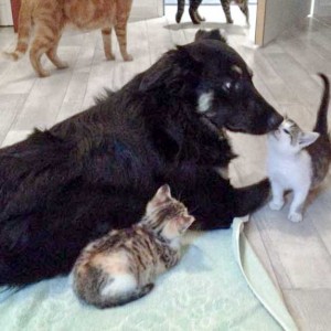 Hündin Sola mit Pünktchen (l.) und Tigger / © 2014 Arche KaNaum (DN)