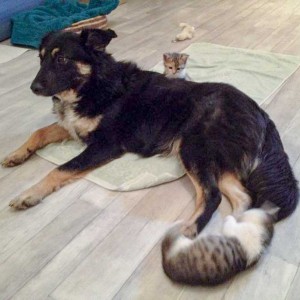 Hündin Sola mit Pünktchen (h.) und Tigger / © 2014 Arche KaNaum (DN)