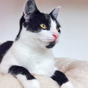 Kätzin Daisy / © 2015 Arche KaNaum (DN) Kätzin Daisy / © 2015 Arche KaNaum (DN)