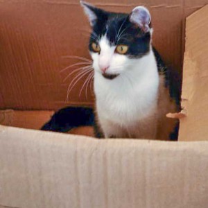 Kätzin Daisy / © 2015 Arche KaNaum (DN) Kätzin Daisy / © 2015 Arche KaNaum (DN)