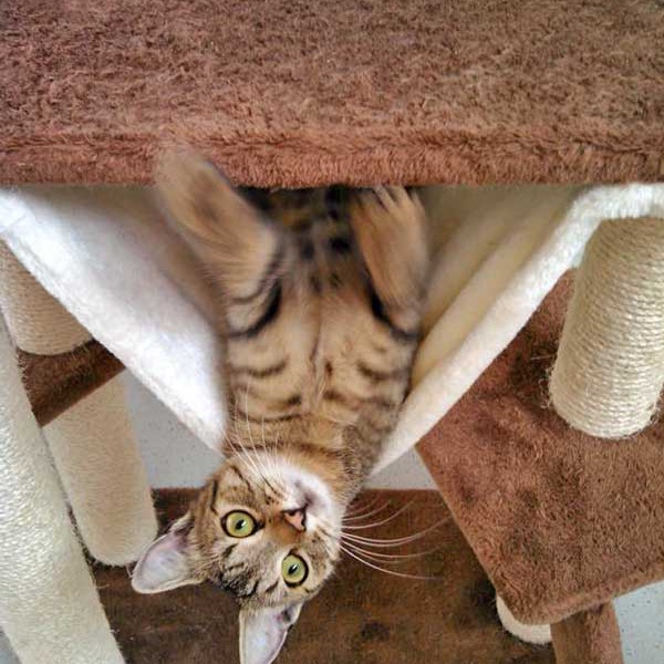 Kater Luigi, unser kleiner Clown / © 2015 Arche KaNaum (DN) Kater Luigi, unser kleiner Clown / © 2015 Arche KaNaum (DN)