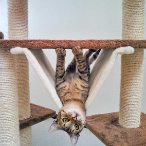 Kater Luigi, unser kleiner Clown / © 2015 Arche KaNaum (DN) Kater Luigi, unser kleiner Clown / © 2015 Arche KaNaum (DN)