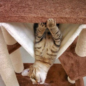 Kater Luigi, unser kleiner Clown / © 2015 Arche KaNaum (DN) Kater Luigi, unser kleiner Clown / © 2015 Arche KaNaum (DN)