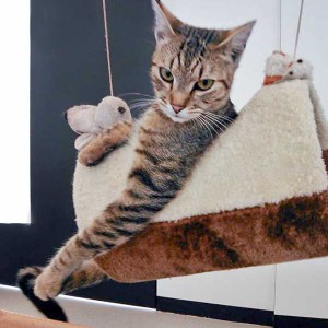 Kater Mario mag’s eher gemütlich / © 2015 Arche KaNaum (DN) Kater Mario mag's eher gemütlich / © 2015 Arche KaNaum (DN)