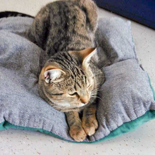 Kater Mario mag's eher gemütlich / © 2015 Arche KaNaum (DN)