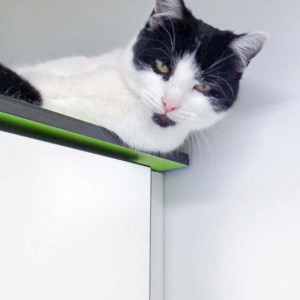 Kätzin Daisy / © 2016 Arche KaNaum (DN) Kätzin Daisy / © 2016 Arche KaNaum (DN)