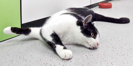 Kätzin Daisy / © 2016 Arche KaNaum (O)