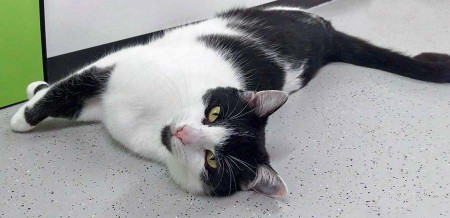 Kätzin Daisy / © 2016 Arche KaNaum (O)