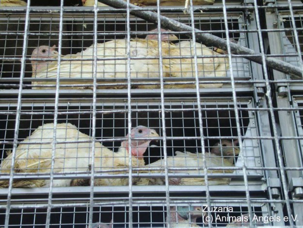 Pute Zuzana - Tier des Monats Okt. '14 / © 2014 Animals' Angels