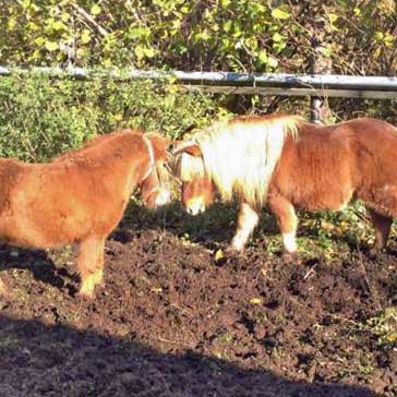 Gnadenhof-Pferde Emma (l.) und Filou Gnadenhof-Pferde Emma (l.) und Filou / © 2014 Arche KaNaum (DN)