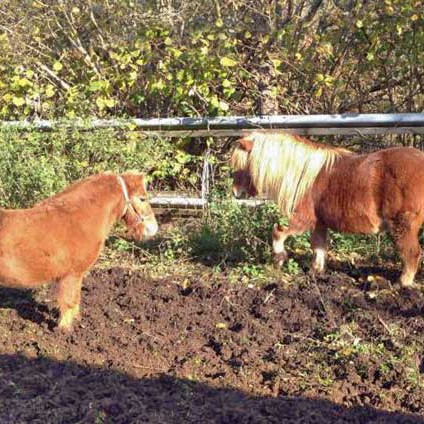 Gnadenhof-Pferde Emma (l.) und Filou Gnadenhof-Pferde Emma (l.) und Filou / © 2014 Arche KaNaum (DN)