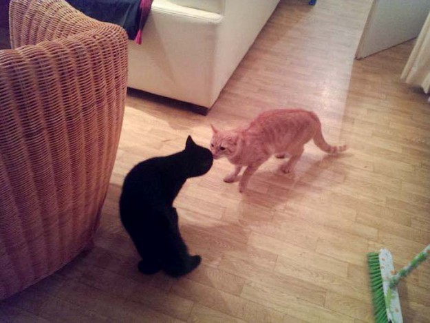 Kater Diego (l.) im neuen Zuhause mit Kater Merlin / © 2014 Privat