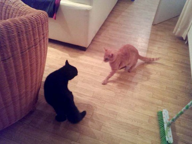 Kater Diego (l.) im neuen Zuhause mit Kater Merlin / © 2014 Privat