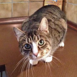 Kater Monty / © 2014 Arche KaNaum (DN)